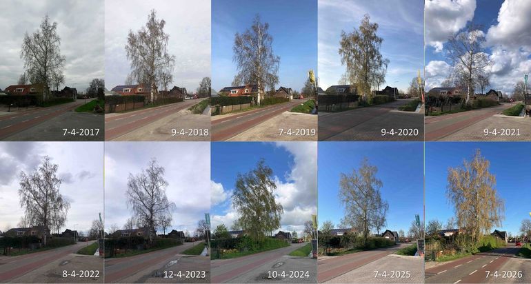 Stand van de ontwikkeling van een berk in Bennekom rond 8 april in de jaren 2017 tot en met 2026
