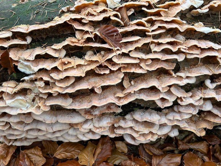 De spekzwoerdzwam is niet eetbaar