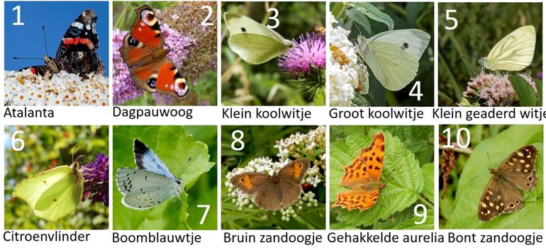 De tien meest getelde vlinders tot 15 juli