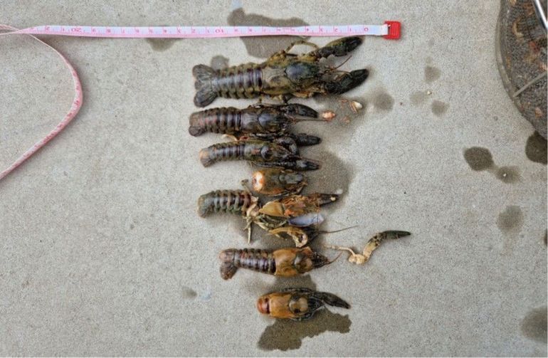 Een aantal gevlekte Amerikaanse rivierkreeften uit de maaginhouden