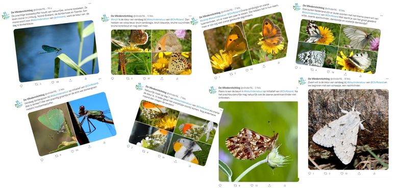 Wat van de tweets van De Vlinderstichting onder de hashtag #kleurindenatuur