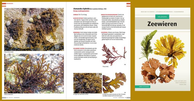 Links: Voorbeeldpagina van een nieuw toegevoegde soort; rechts: omslag van de compleet herziene uitgave van de Veldgids Zeewieren