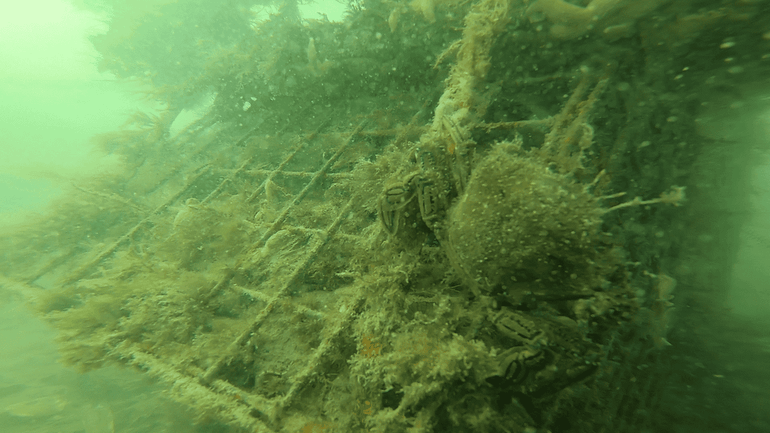 Een fluwelen zwemkrab op de oesterkorf