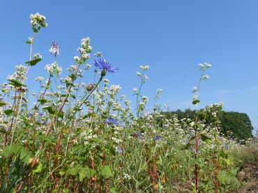 Inzaai van Boekweit (witte bloemen) en Korenbloem (blauwe bloemen)