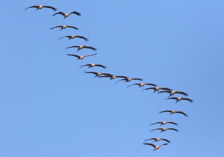 Vliegende kraanvogels