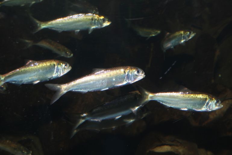 Elften zijn zeldzame trekvissen die voor hun voortplanting moeten kunnen zwemmen tussen zoet en zout water