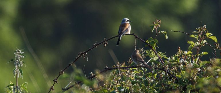 De grauwe klauwier profiteert van wildere landschappen en een goede insectenpopulatie