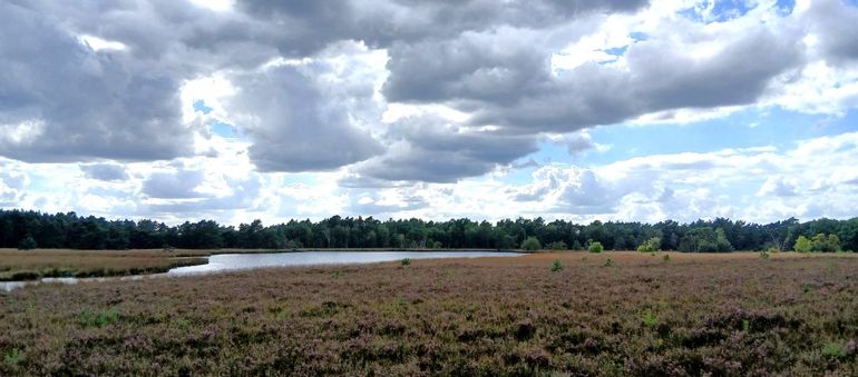 Blik op de Gerritsfles vanaf de landtong in het noorden. De verzuurde omgeving, die grotendeels bestaat uit heide, zorgt voor een toestroom van sterk zuur water naar het ven toe