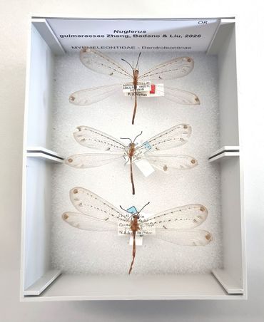 De drie mierenleeuwexemplaren van de nieuwe soort in de collectie van Naturalis
