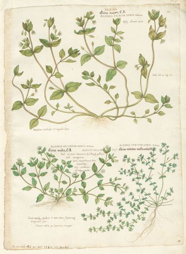Boven en linksonder: vogelmuur (Stellaria media); rechtsonder gewone zandmuur (Arenaria serpyllifolia)