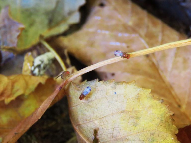 Suzuki-fruitvliegen zoeken 's nachts de warmte van de strooisellaag op