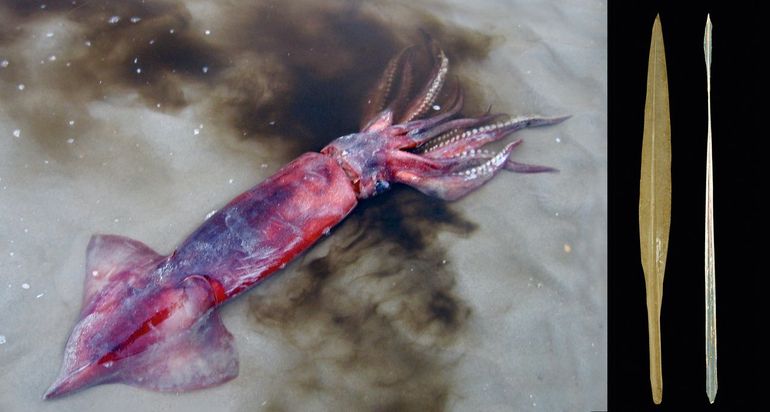 Op Ameland aangespoelde Grote pijlinktvis waarin nog zoveel leven zat dat hij inkt uitspoot. Rechts: vogelveer-vormige schelp (gladius) van de Gewone pijlinktvis en scalpel-achtige gladius van de Grote pijlinktvis (uiterst rechts)