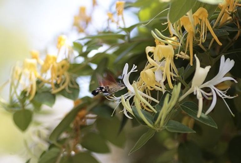 De kolibrievlinder is verzot op nectar uit de (wilde) kamperfoelie