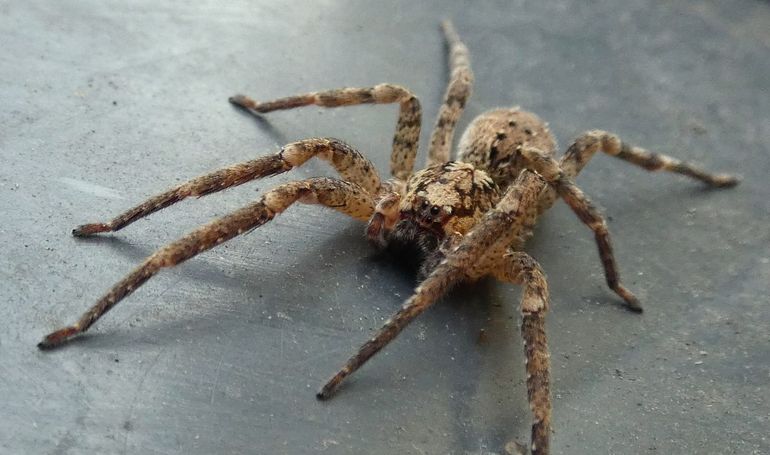 Mensen krijgen er nachtmerries van, maar we hebben de valse wolfspin toch echt zelf uitgenodigd. Denk aan vakantiegangers, transporten en klimaatverandering
