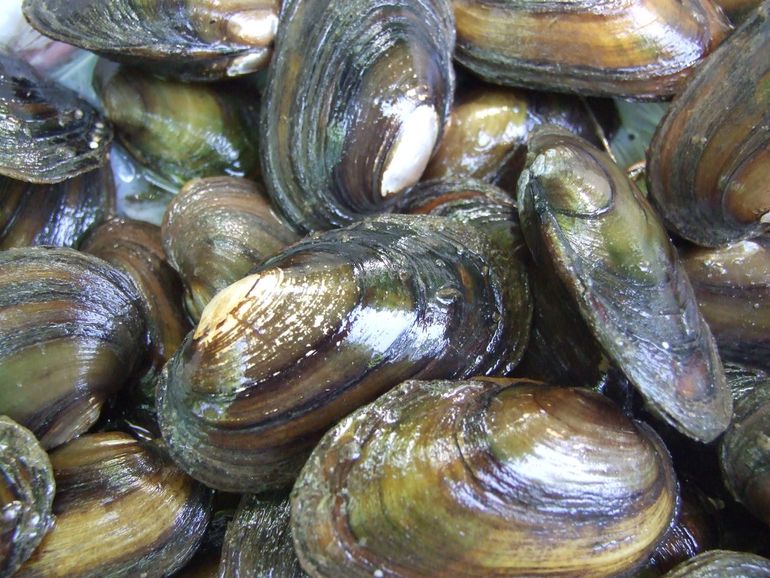 De Bataafse stroommossel heeft grote impact op zijn omgeving. Ze filteren wel 3 tot 4 liter water per uur. De mosselbanken zorgen voor bodemstabilisatie en een biodiversiteitshotspot in de (snel)stromende delen van de rivier