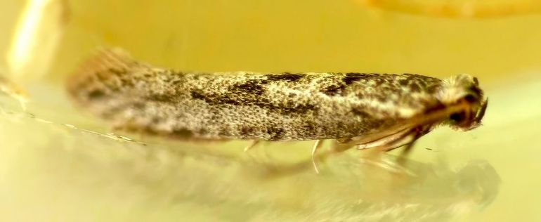 Het pedaalmotje Argyresthia impura gevonden op 13 maart 2023 in België