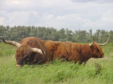 Schotse hooglander stier en koe. Bij beide valt op dat de hoorns veel verder uit elkaar staan en meer naar voren wijzen dan bij wisent het geval is