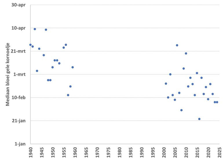 Mediaan eerste bloeiwaarneming gele kornoelje in Nederland in de periodes 1940-1959 en 2001-2024