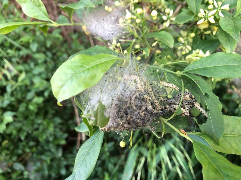 Spinselmot met nest op kardinaalsmuts