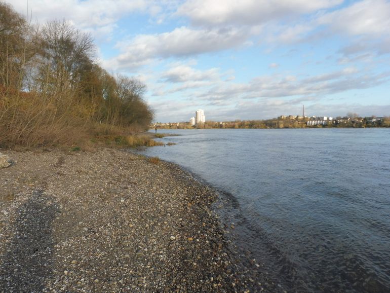 Potentieel paaigebied voor steuren in de Rijn in de omgeving van Keulen