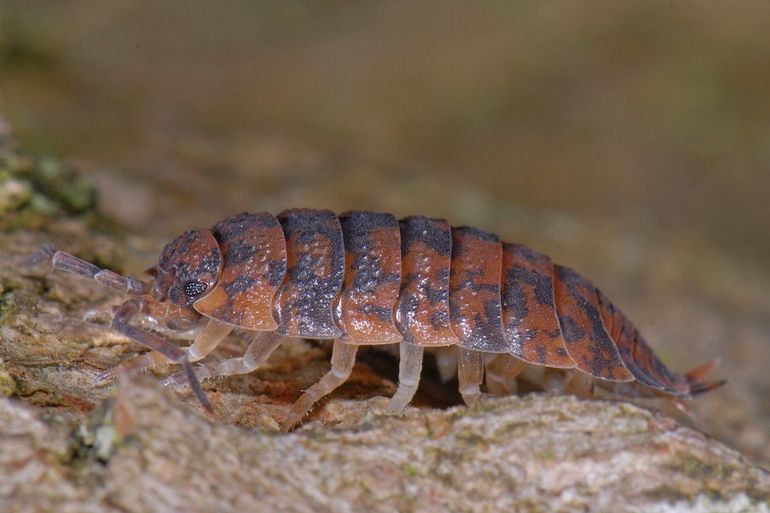 Ook de pissebed komt ’s nachts tot leven in de Nachttuin. Zijn merkwaardige naam? Vroeger geloofden mensen dat pissebedden hielpen tegen bedplassen. Ze legden ze in bed of aten ze zelfs op!