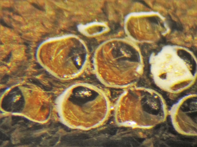 Eikenprocessierupsen in eitjes die open gemaakt zijn om de conditie van de rupsjes te bepalen