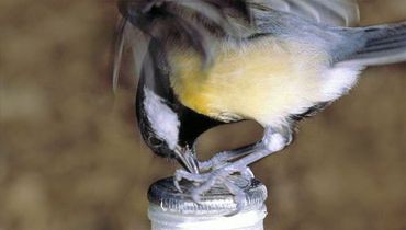 Koolmees melkfles / www.britishbirdlovers.co.uk/articles/blue-tits-and-milk-bottle-tops Slimme nieuwe voedselbron: mezen die leerden door het dopje te pikken en de roomlaag van de melk te eten