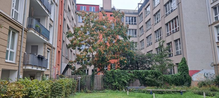 Wilde hemelboom geïntegreerd in de stedelijke groene ruimte, Berlin-Mitte