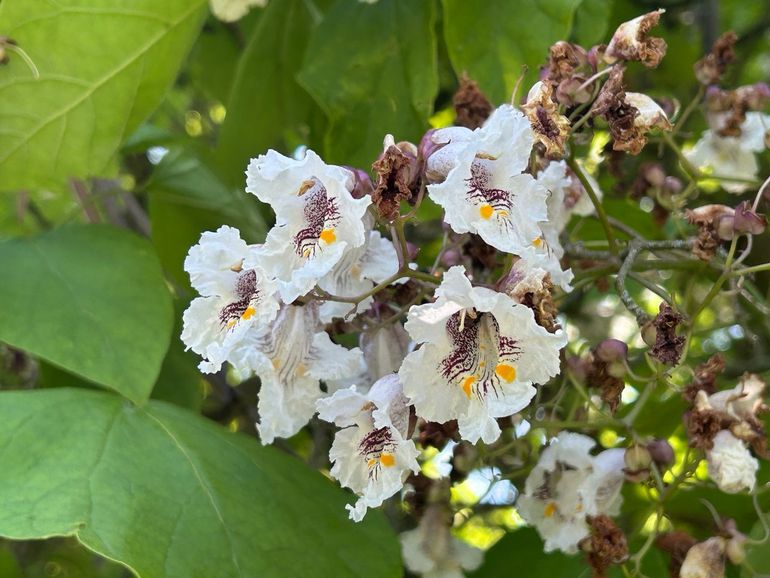 Bloemen van de Anna Paulownaboom