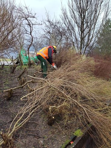 Als eerste werden de takken van de aangeplante struikasters afgezaagd