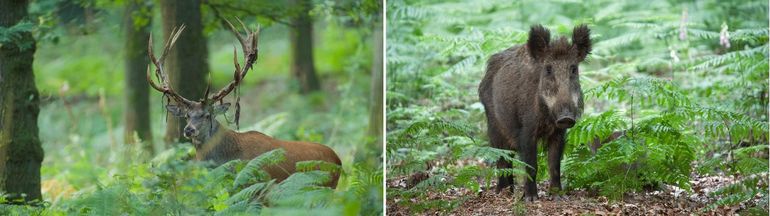 Edelherten, zwijnen en vossen zijn slachtoffers van wildstropers