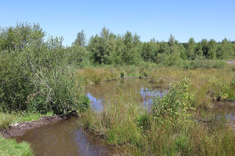 Door bevers vernat voormalig hoogveen