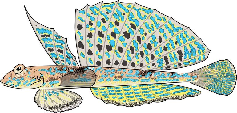 Rasterpitvis (Callionymus reticulatus), een mannetje