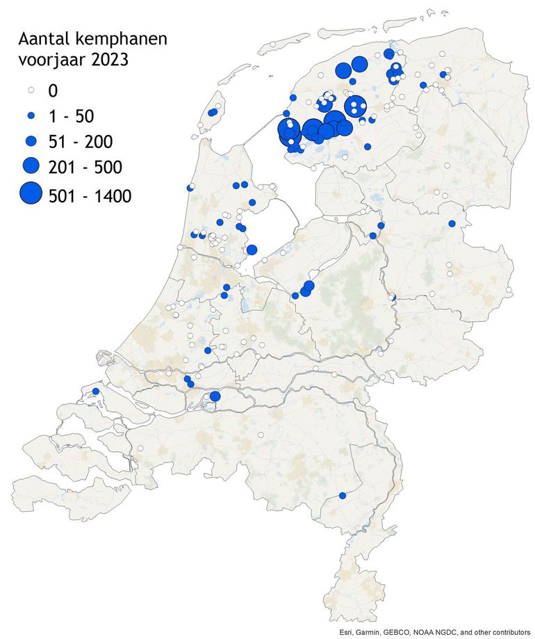 Maximum aantal kemphanen op slaapplaatsen in het voorjaar van 2023 (blauw). Getelde gebieden waar geen kemphanen aanwezig waren zijn ook weergegeven (wit) 