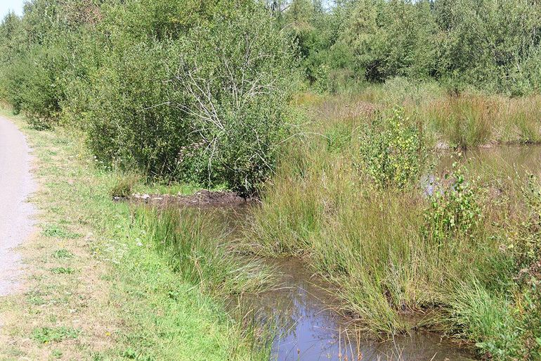 Bevers hebben ook de ruim één meter diepe ontwateringssloot langs de weg afgedamd. Ze gebruiken het water dat anders weg zou stromen, om een naastgelegen bevermeer te vullen