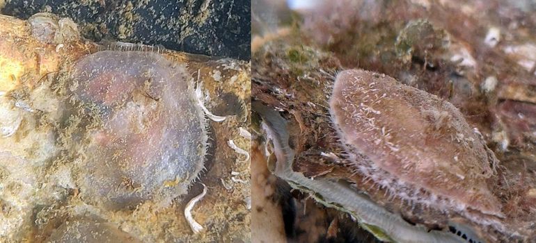 Paardenzadels leven altijd ergens op vastgehecht. De schelpen beginnen klein en dun, maar worden tijdens het leven steeds dikker en steviger. Ze kunnen meerdere jaren oud worden. Opvallend zijn de fijne tentakeltjes die bij het levende dier rondom uit de schelpen steken