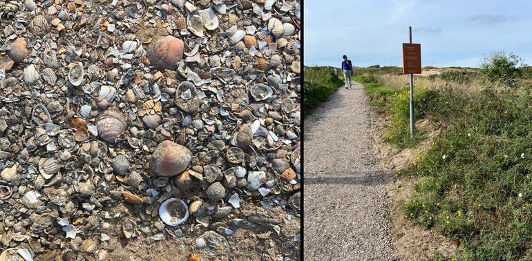 Schelpen en doubletten van de Marmerschelp zijn ook nu nog in het materiaal voor schelpenpaden te vinden, zoals hier in de Coepelduynen bij Katwijk in oktober 2026