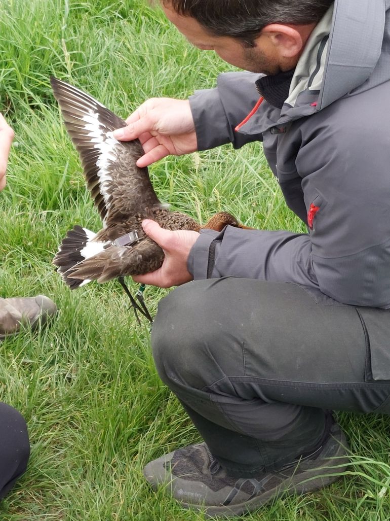 Onderzoek naar grutto's