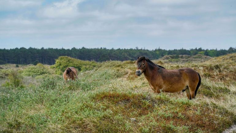 Exmoorpony's in sociale kuddes kennen elkaar lang en hebben familiebanden