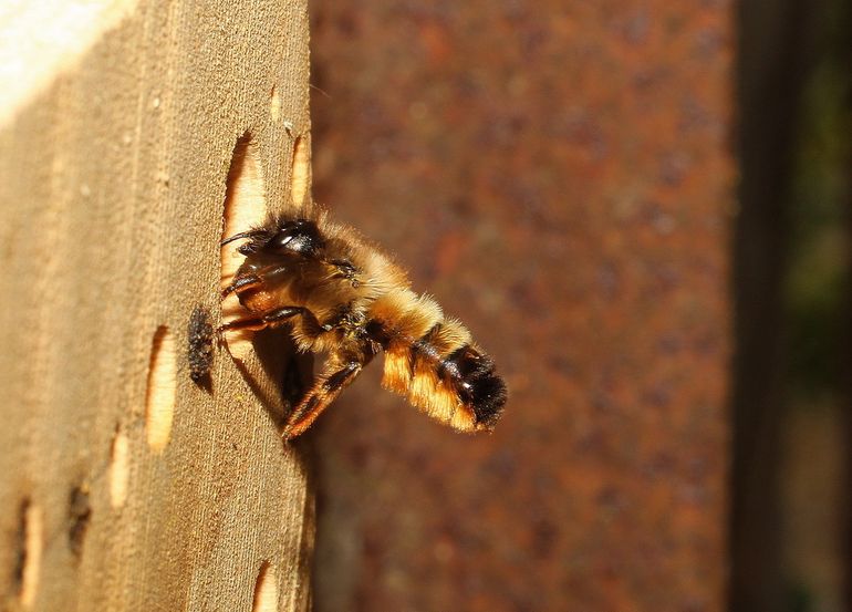 De rosse metselbij staat al twee jaar op de tweede plek na de honingbij, als meest getelde bij tijdens het weekend van de Nationale Bijentelling. De rosse metselbij werd in 2019 wel 7.300 keer gespot