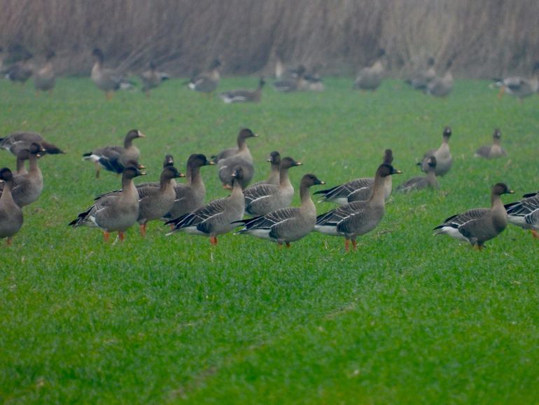 Rietganzen in de polder