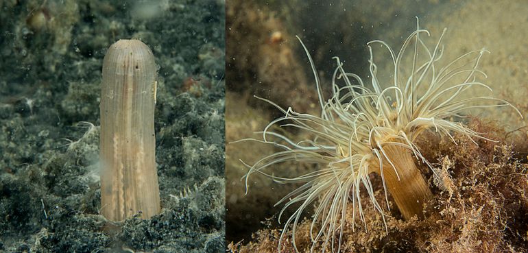 Links een op sterven na dode Weduweroos: een zeeanemoon. Rechts een exemplaar van dezelfde soort in betere tijden
