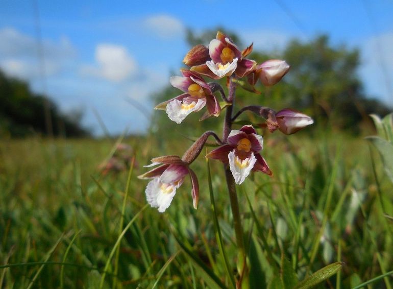 Moeraswespenorchis, een kenmerkende soort van de vochtige duinvalleien in de Coepelduynen