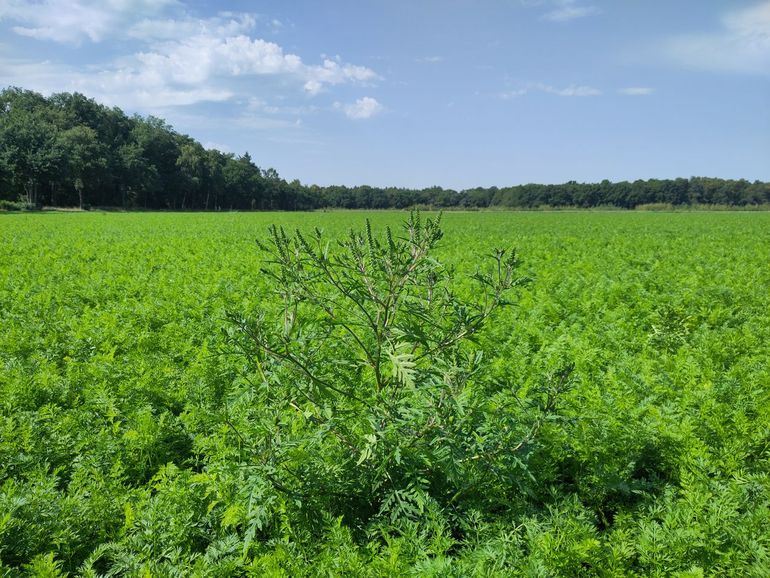 Vlakdekkende populatie Alsemambrosia in een Overijsselse fauna-akker, in de verte een maïsakker waar de plant nog niet is geïntroduceerd. De plant weet zich op eigen kracht matig te verspreiden, maar maakt veel gebruik van menselijk handelen, zoals het uitrijden van met zaad besmet landbouwmaterieel of via besmette (niet gecertificeerde) zaadmengsels voor akkerranden