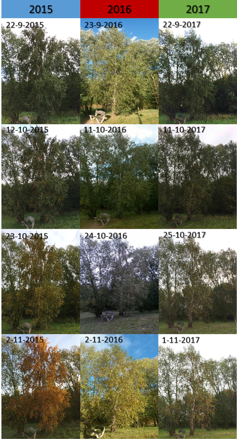 Verloop bladverkleuring berk in Lumentuin in 2015, 2016 en 2017