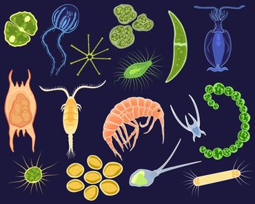 Soorten plankton