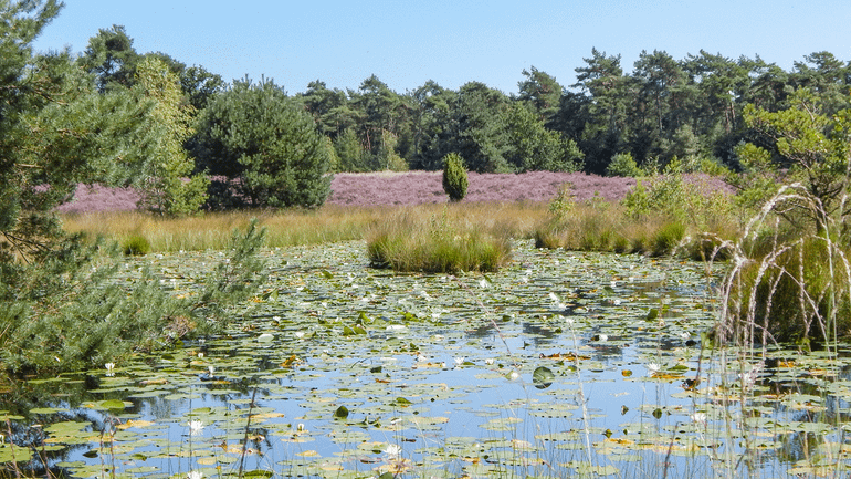 Het Leenderbos is onderdeel van een Natura 2000-gebied en bestaat uit bos, heide, stuifzandgebieden, beken en vennen