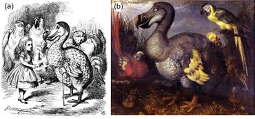 De dodo (links) uit Lewis Carroll’s Alice’s Adventures in Wonderland (1865), getekend door John Tenniel naar het schilderij van Roelant Savery (1628) (rechts)