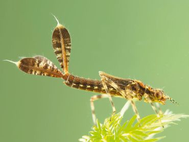 De ontwikkeling van de larven gaat sneller door de hogere temperaturen