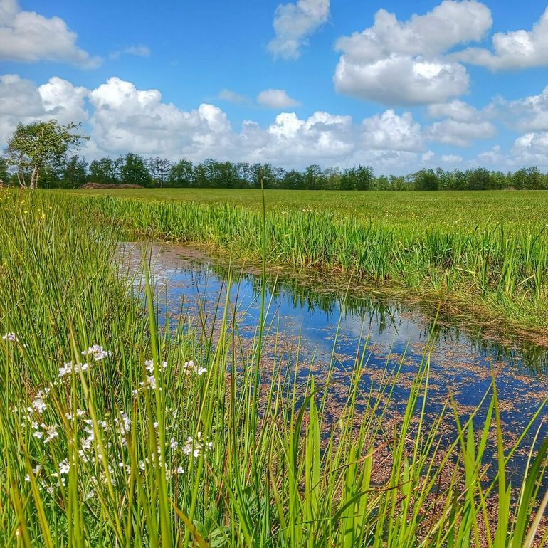 Boerensloot in Noardlike Fryske Wâlden